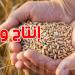 الأمطار تنعش الزراعات الكبرى... لكن الخطر قادم بعد منتصف ماي