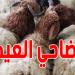 عيد الأضحى: الحكومة تعد التونسيين بنقاط بيع الأضاحي في كل الجهات بسعر مرجعي