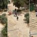 حراس المسجد الأقصى يمنعون مستوطنين من تهريب خروف لذبحه في ساحات المسجد