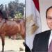 في إطار توجيهات الرئيس السيسي.. إقامة بطولة «أصيل» للحصان العربي المصري