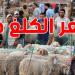 فلاحو تطاوين يرفضون تسعيرة 21.900 دينار للكيلوغرام الحي: ''السعر العادل يبدأ من 26 دينارًا''