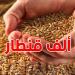 وزارة الفلاحة توفر 500 ألف قنطار من بذور الموسم المقبل وتدعو الفلاحين للاستعداد المبكر