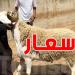 أسعار الأضاحي في تونس: انخفاض مرتقب بفضل الأمطار