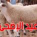 بلدية جرجيس: سوق وحيدة لبيع الأضاحي وقرارات صارمة ضد الانتصاب الفوضوي