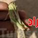 جهود مشتركة لمكافحة الجراد الصحراوي في ولايات الجنوب التونسي