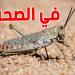 مجهودات مكثّفة من وزارة الفلاحة تقضي على خطر الجراد الصحراوي في تونس