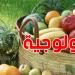 منتجات تونس البيولوجية تغزو 38 دولة: زيت الزيتون في الصدارة