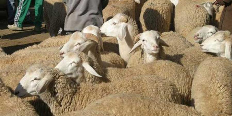 عاجل/ مسؤول يؤكد تراجع أسعار الأضاحي ب200 و300 دينار..ما القصة..؟!