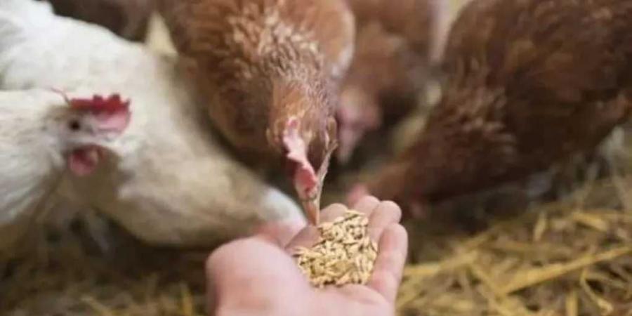 أسعار الفراخ تشتعل مجددًا.. تعرف على آخر تطورات البورصة اليوم
