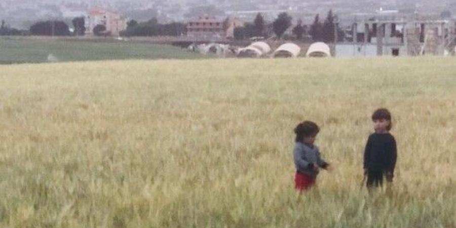 نقيب مزارعي القمح والحبوب ناشد وزير الزراعة تأمين الادوية الخاصة بحشرة السونا
