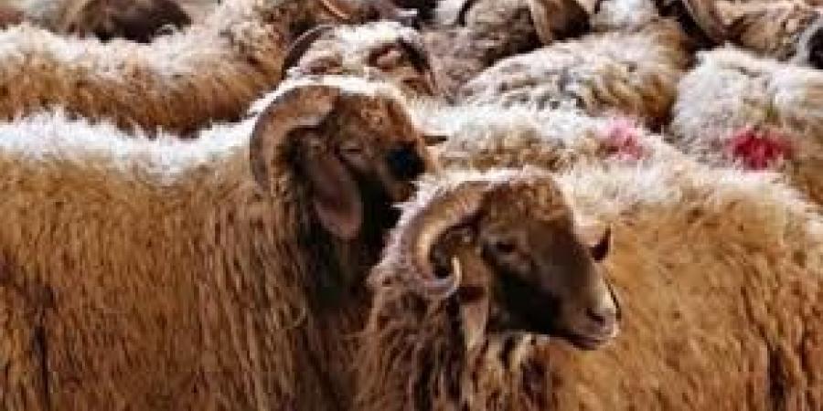 ما حكم شراء الأضحية عن طريق "البطاقات الائتمانية"؟ .. الإفتاء الأردنية تُجيب