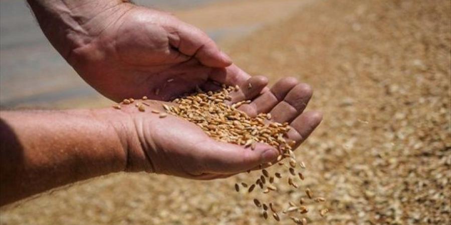 وزارة الفلاحة تكشف عن اسعار قبول القموح والشعير والتريتكال ومواعيد الاستفادة من منحة التسليم السريع