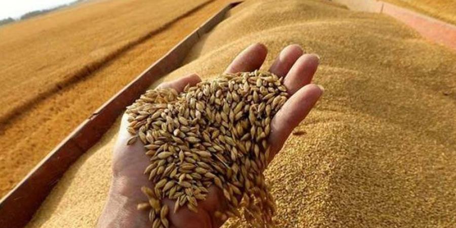 وزارة الفلاحة تحدد اسعار قبول الحبوب لصابة 2025