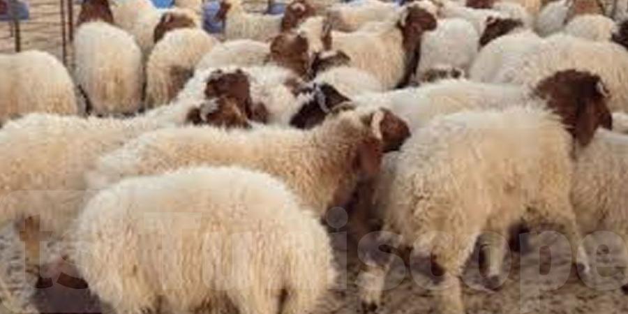 مدير عام ديوان تربية الماشية: الإعلان عن السعر المرجعي للأضاحي بالميزان الأسبوع القادم