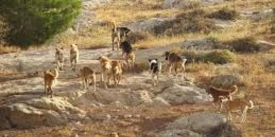 "بعد هجوم كلاب برية على مزرعته" ..  مواطن في الهاشمية يقاضي جمعية "حماية الحيوان"