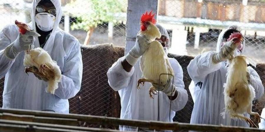 الأرجنتين تعلق استيراد الدجاج البرازيلي بعد تفشي إنفلونزا الطيور