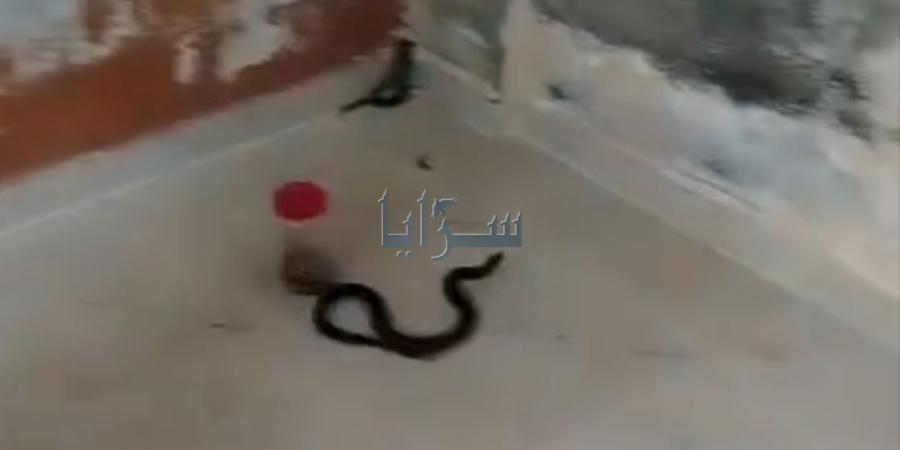بالفيديو .. أفعى "بدون عيون" تلدغ 3 أفراد من عائلة واحدة