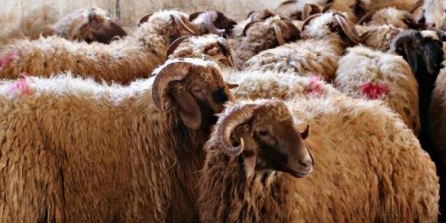 مواطنون يشكون من ارتفاع أسعار الخراف الحيّة مع قرب عيد الاضحى .. والزراعة توضح