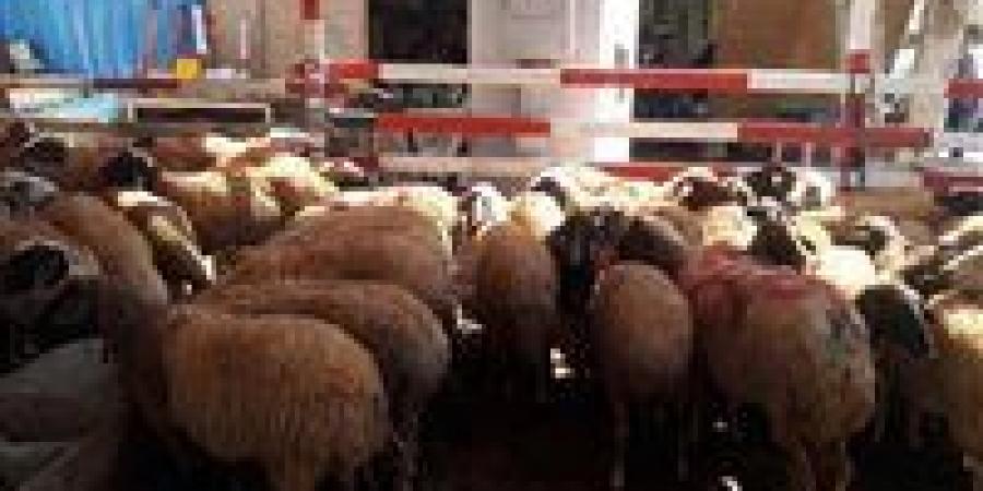 عيد الأضحى 2025.. موعد إطلاق شوادر الأضاحي