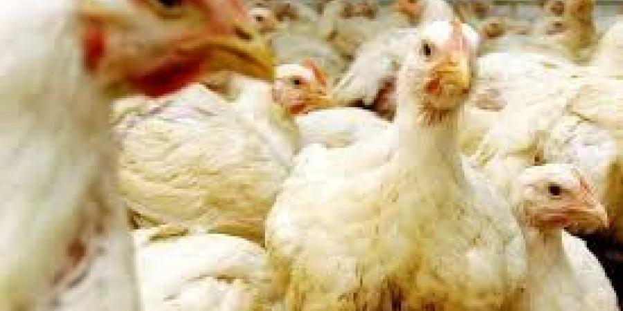 انفلونزا الطيور.. البرازيل تعلق صادرات الدجاج إلى الصين وأوروبا والأرجنتين