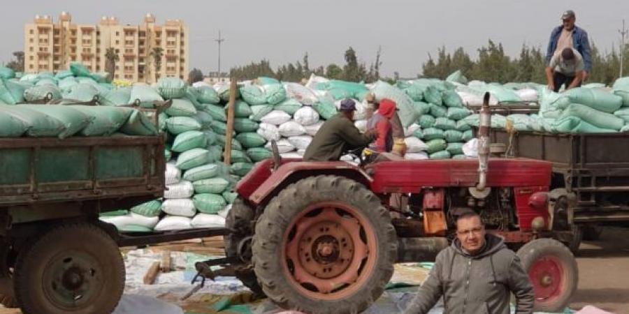 محافظ كفرالشيخ: توريد 178 ألف طن من الأقماح المحلية حتى الآن