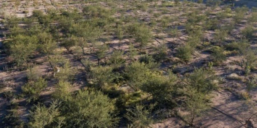 الغطاء النباتي يزرع أكثر من 20 مليون شجرة في منطقة الرياض