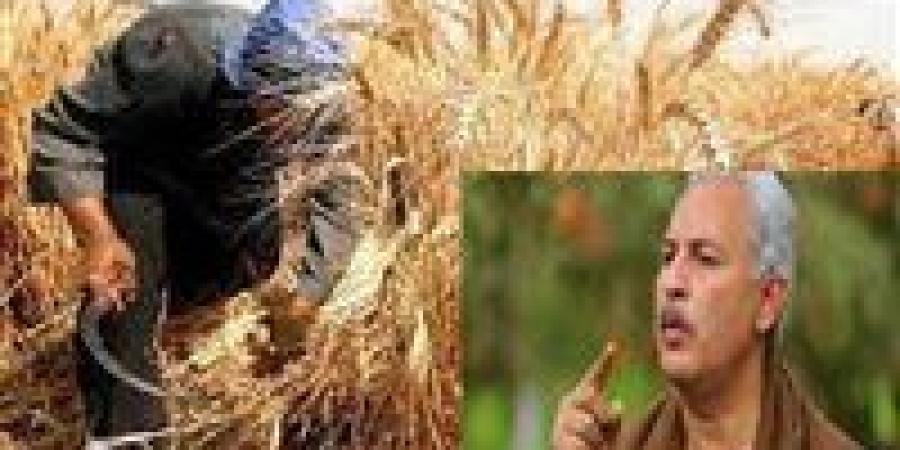 نقيب الفلاحين: مصر تشهد طفرة غير مسبوقة في القطاع الزراعي خاصة القمح