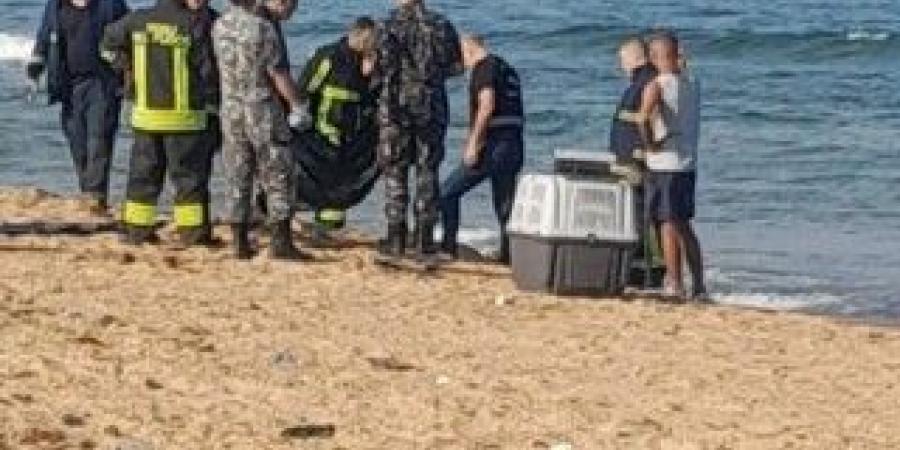 العثور على جثة نهشتها الكلاب على شاطئ الرملة البيضاء في بيروت