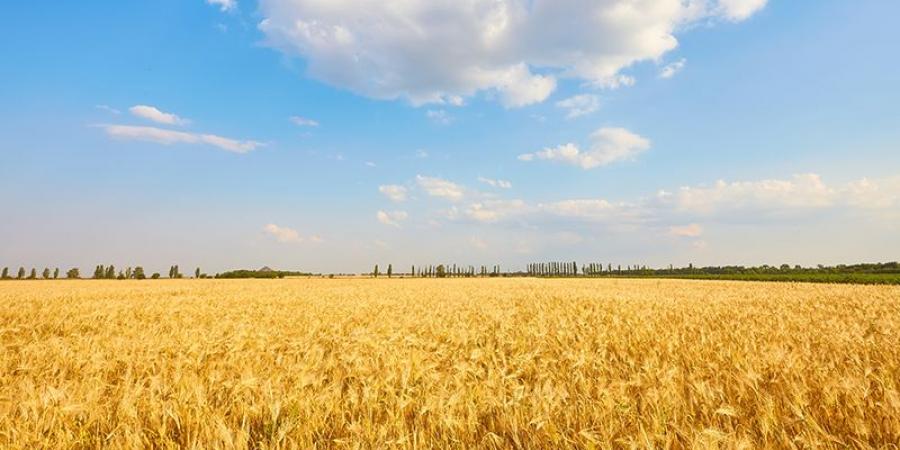 تقديرات إنتاج الحبوب في سيدي بوزيد