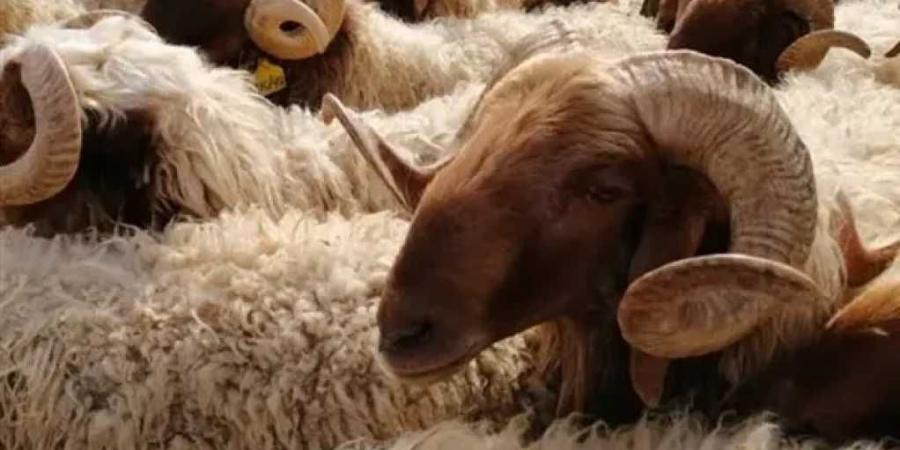 قبل عيد الأضحى 2025: سعر كيلو الخرفان والعجول يشتعل.. اكتشف الأسعار الآن