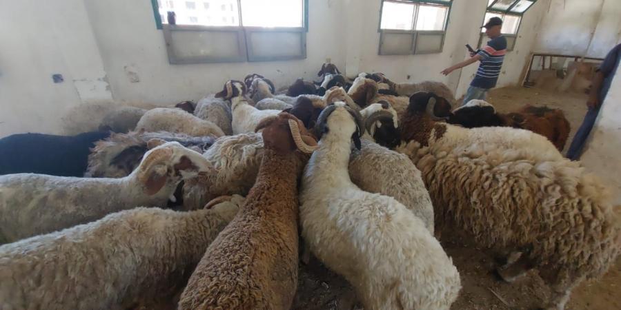 زراعة البحر الأحمر توفر خراف الأضاحي بسعر 220 الكيلو قائم