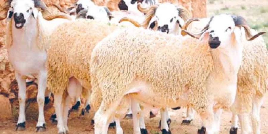 في رحبة ابن سينا أيام قبل عيد الإضحى... الفلاّح يتذمّر ، المواطن يشتكي والأسعار خياليّة