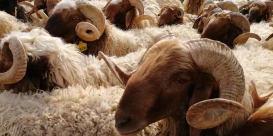 بلدية الطيبة تحدد مواقع بيع الأضاحي وتدعو للالتزام بالشروط الصحية