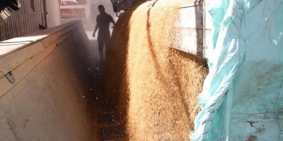 محافظ أسوان يتابع توريد كميات القمح لموسم الحصاد الحالى