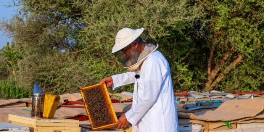 محمية الملك عبدالعزيز تبدأ في إصدار تصاريح تربية النحل