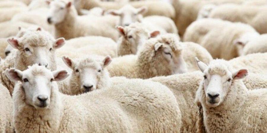 هل يجوز الاقتراض لشراء أضحية عيد الأضحى 2025؟.. الإفتاء تجيب