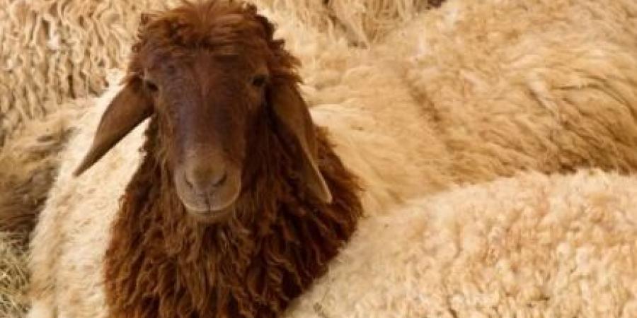 إعفاء مربي وتجار المواشي من رسوم الحظائر في المفرق