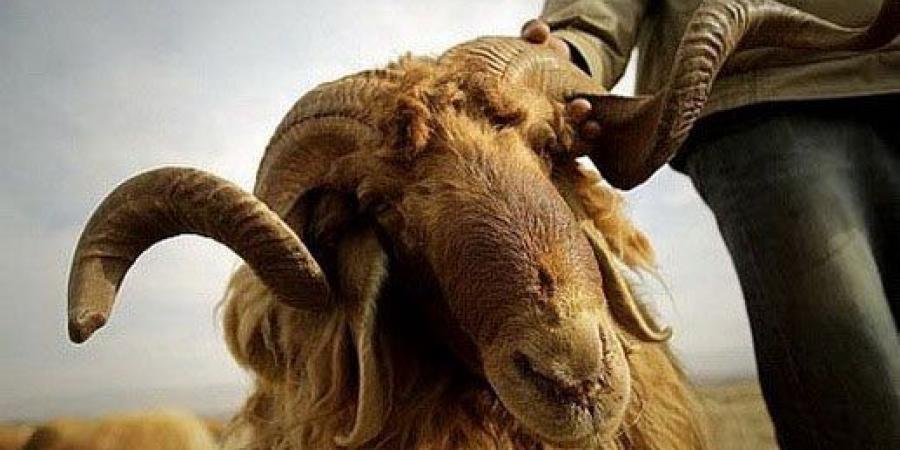 "الزراعة": 580 ألف أضحية متوفرة في السوق المحلي
