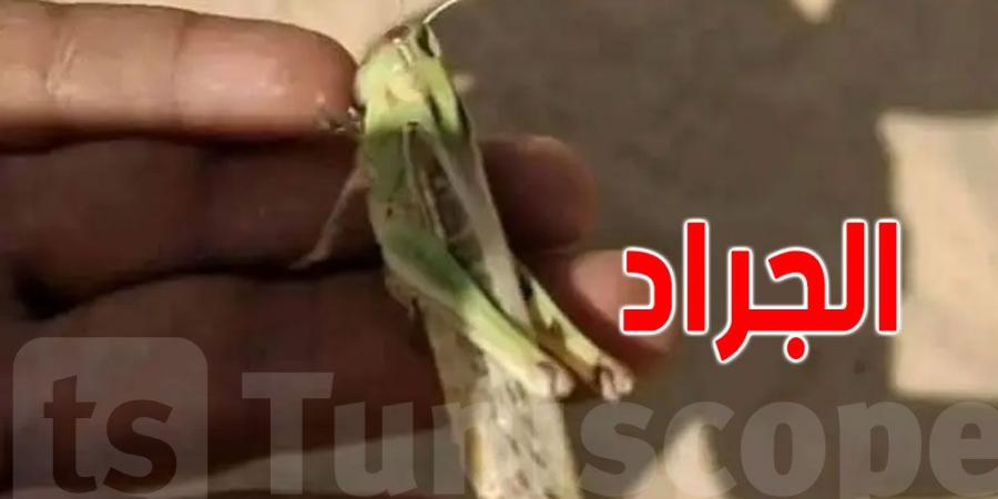 جهود مشتركة لمكافحة الجراد الصحراوي في ولايات الجنوب التونسي