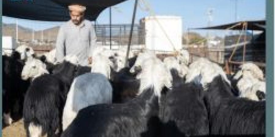 نشاط متزايد في أسواق الأنعام بالمدينة المنورة استعدادًا لعيد الأضحى