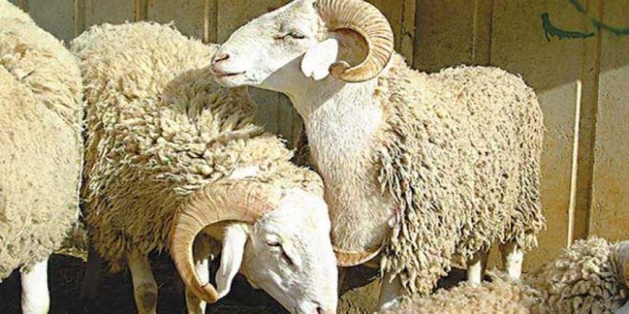 تسجيل تراجع في أسعار الأضاحي بهذه الولاية.. #خبر_عاجل