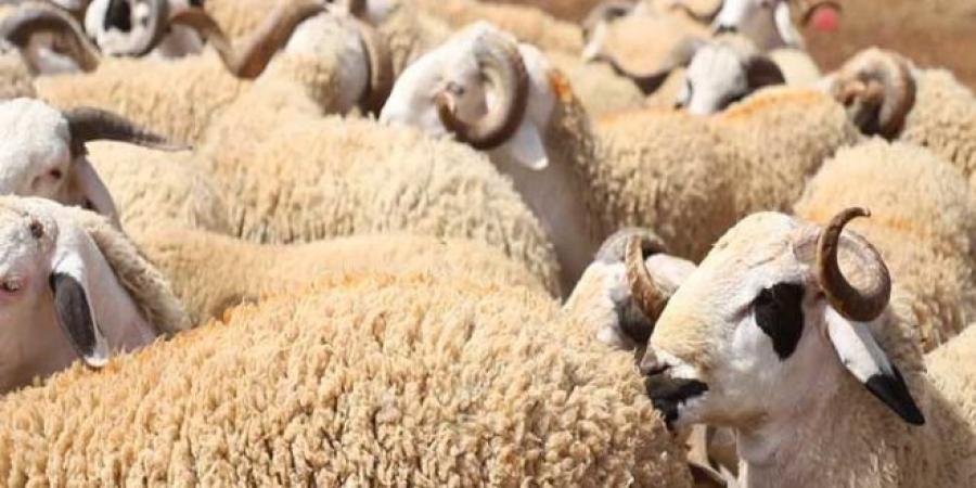 لضمان سلامة الأضاحي: أرقام هواتف أطباء بياطرة على ذمتكم