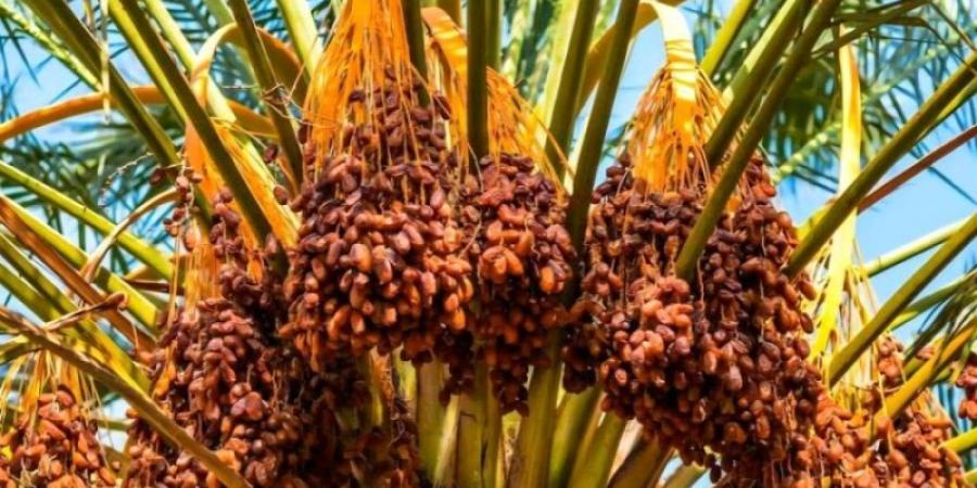 رنية تتطلع لنقل سوق التمور وإيجاد مصنع للتمور