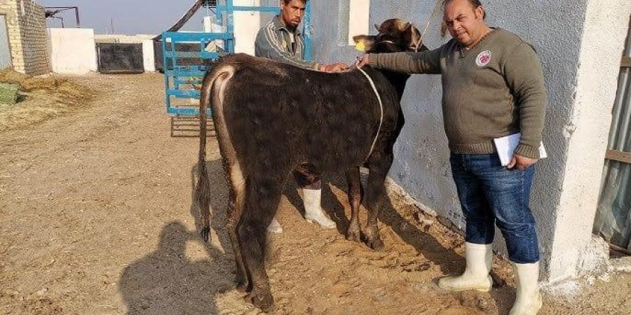 أسهل طريقة لحساب وزن الأضحية بدون ميزان.. «بقري وضاني وماعز»