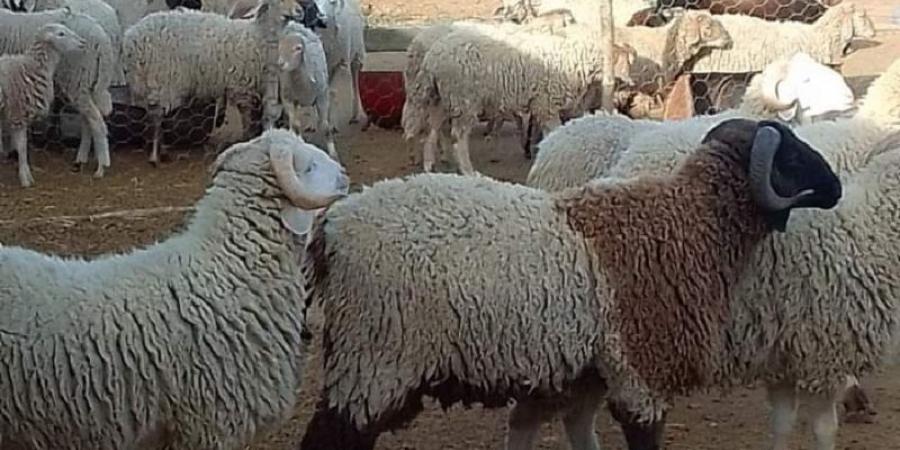 بلدية سليانة تستعدّ لعيد الإضحى تحت شعار "عيد دون جلود"