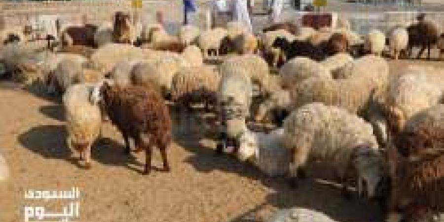 بالفيديو.. شاهد في مدينة الأنعام بـ بريدة "طريقة مبتكرة لـ وزن الخروف"