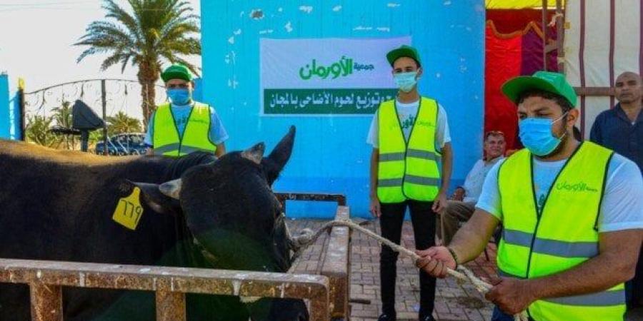 بني سويف تستقبل أضاحي الأورمان: 45 عجلًا بلديًا و50 طن لحوم مستوردة للأكثر احتياجاً