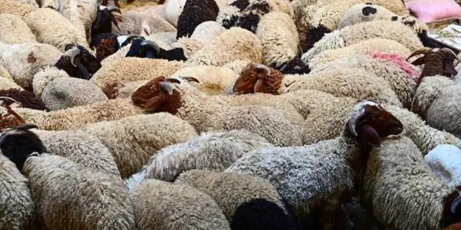 ارتفاع غير مسبوق في أسعار كيلو الخرفان القائم بـ عيد الأضحى 2025