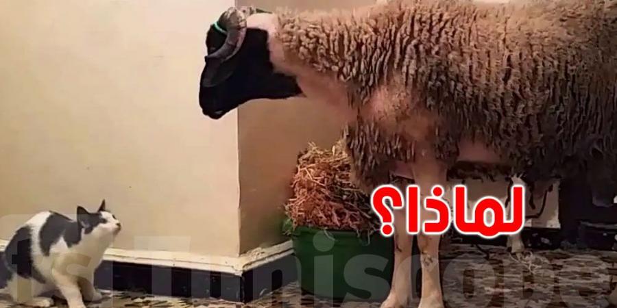 ''قطّوسك'' اختفى والا لا؟ علاش القطط تغيب في نهار العيد؟