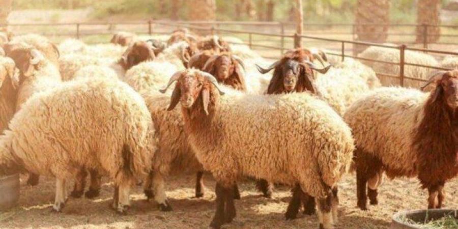 احذروا.. خطأ شائع عند تناول لحوم الأضحية قد يؤدي إلى التسمم الغذائي